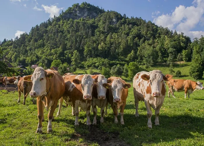 Farm Holidays Povsin